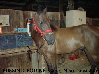 MISSING EQUINE Gabe, Near Lewisburg, TN, 37091